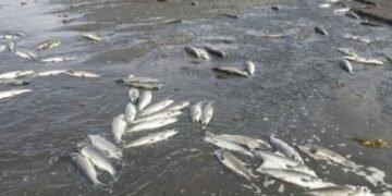 Floraciones de algas mató peces en presa Hatillo, según pesquisa