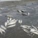 Floraciones de algas mató peces en presa Hatillo, según pesquisa