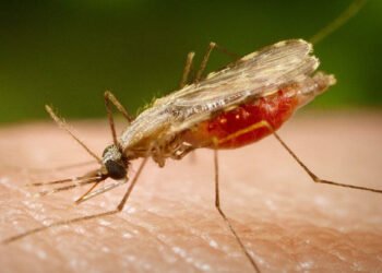 Salud Pública notifica un segundo caso de malaria importado en RD