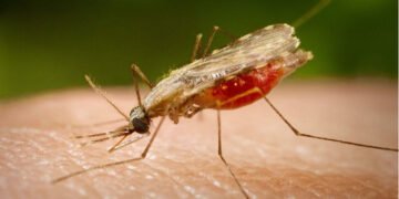 Salud Pública notifica un segundo caso de malaria importado en RD