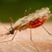 Salud Pública notifica un segundo caso de malaria importado en RD