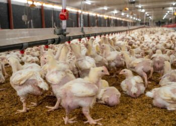 Producción avícola alcanza 20.5 millones de pollos en agosto