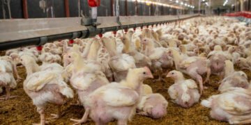 Producción avícola alcanza 20.5 millones de pollos en agosto