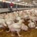 Producción avícola alcanza 20.5 millones de pollos en agosto