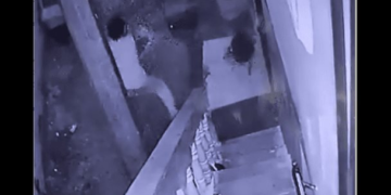 Hombre mata un perro a machetazos en Los Girasoles; exigen su apresamiento