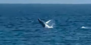 Avistan ballena desde el malecón de Santo Domingo