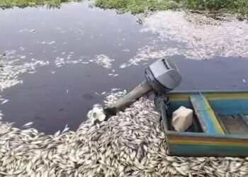 Denuncian gran mortandad de peces y derrame en bahía Azua