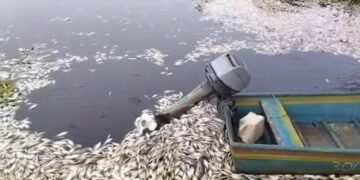 Denuncian gran mortandad de peces y derrame en bahía Azua