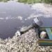Denuncian gran mortandad de peces y derrame en bahía Azua