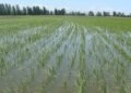 RD negocia con EEUU decreto protege su producción de arroz