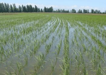 RD negocia con EEUU decreto protege su producción de arroz