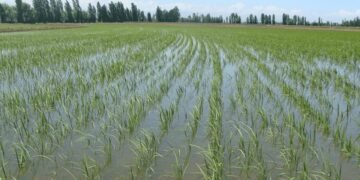 RD negocia con EEUU decreto protege su producción de arroz