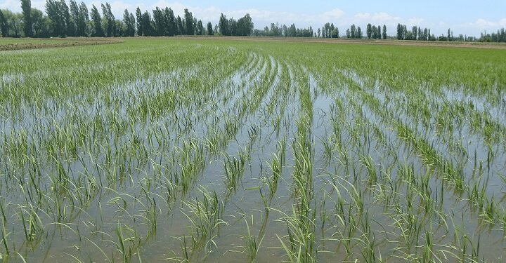 RD negocia con EEUU decreto protege su producción de arroz