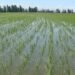 RD negocia con EEUU decreto protege su producción de arroz