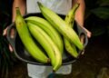 Golpe duro al bolsillo: Advierten que el plátano podría llegar a costar RD$50 por unidad