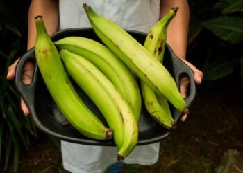 Golpe duro al bolsillo: Advierten que el plátano podría llegar a costar RD$50 por unidad