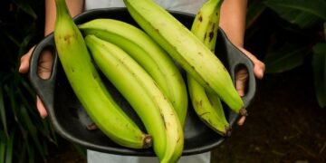Golpe duro al bolsillo: Advierten que el plátano podría llegar a costar RD$50 por unidad