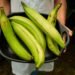 Golpe duro al bolsillo: Advierten que el plátano podría llegar a costar RD$50 por unidad